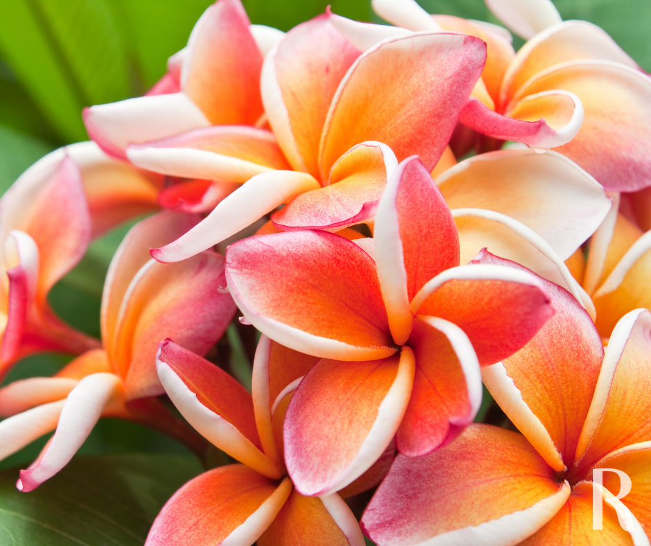 Frangipani (the ultimate summer flowering tree!)